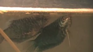 нерест гурами