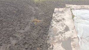 Как и когда я укрываю клубнику на зиму агроволокном.