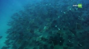 Острова в пустынном море / Islands in a Desert Sea