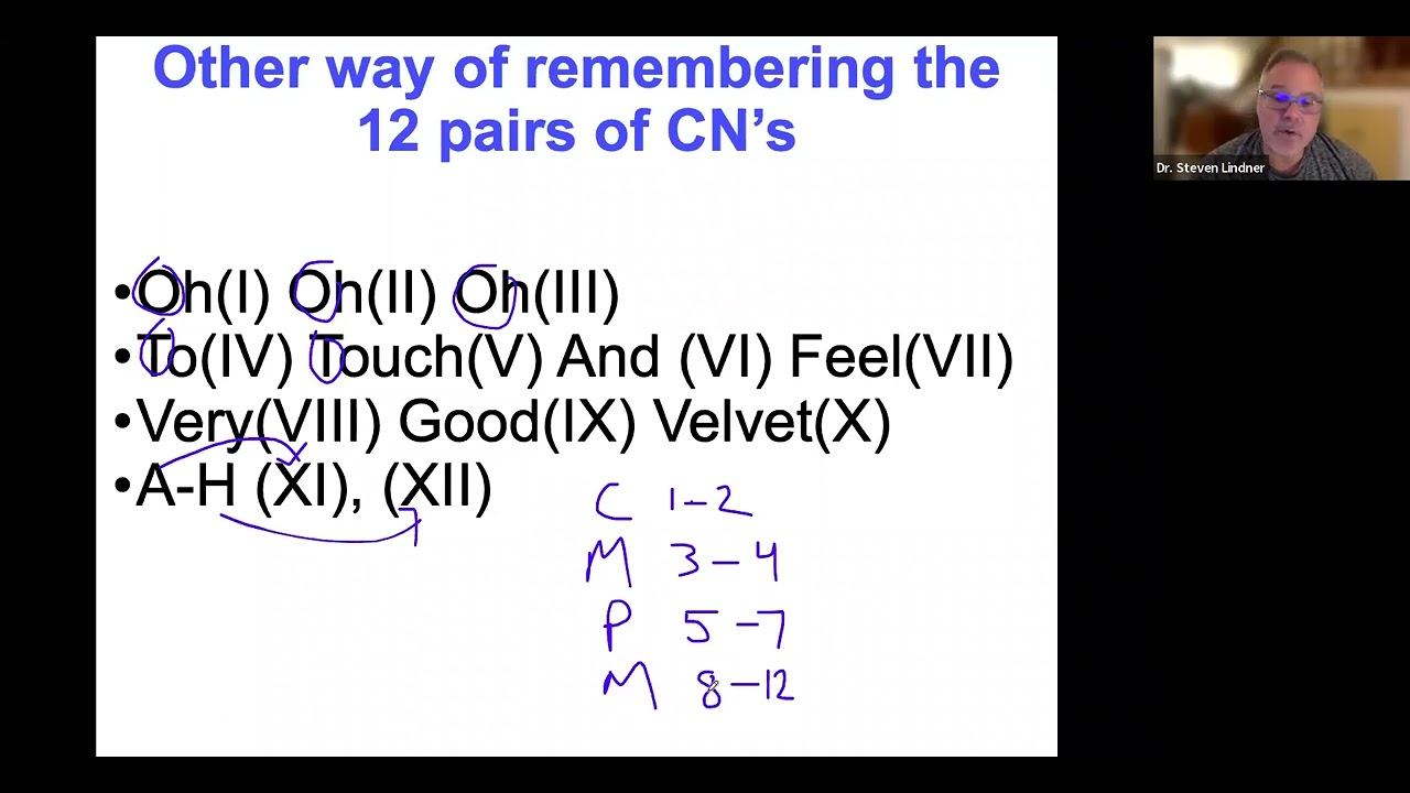 Neurology Cranial Nerves смотреть онлайн