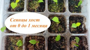 Посев хост 27.10.24г.  от 0 до 1 месяца