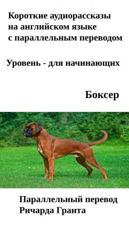 Боксер