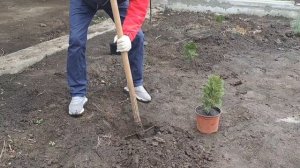 Все делают это не правильно! Вы знали как надо сажать туи?