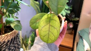 Hoya cv Viola | Plant Overview
