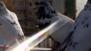 Свердловские, Пакистанские, Сербские голуби. г. Муром 15.10.2020г./ 89209037332