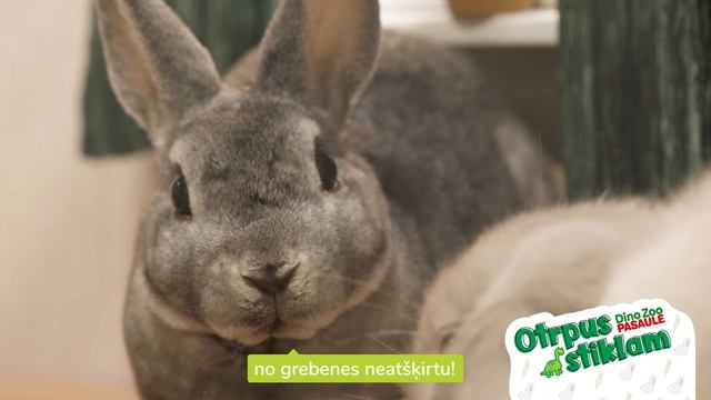 Otrpus stiklam - Dino Zoo Frizētava смотреть онлайн