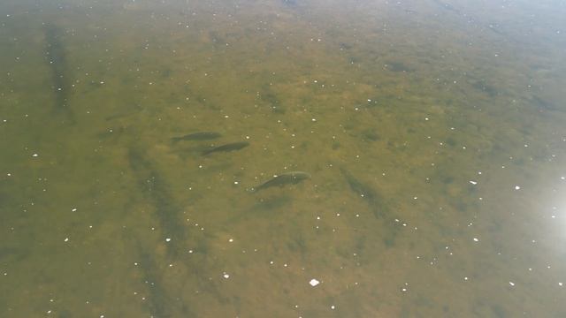 С высоты птичьего полета(ждем весну) смотреть онлайн