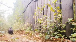 #свердловскийморскойволк на прогулкн