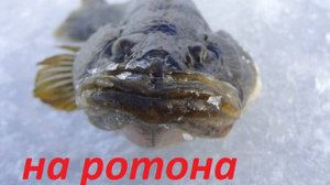 Рыбалка на ротона в Алтайском крае 2024