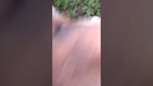 Детям о собаке...)
