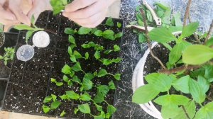 Два вида черенков на примере гортензии Мэджикал Маунт Фуджи