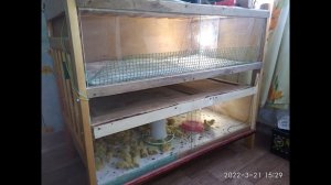 Вылупление перепелов.Инкубатор несушка в помощь.Брудер два этажа)))
