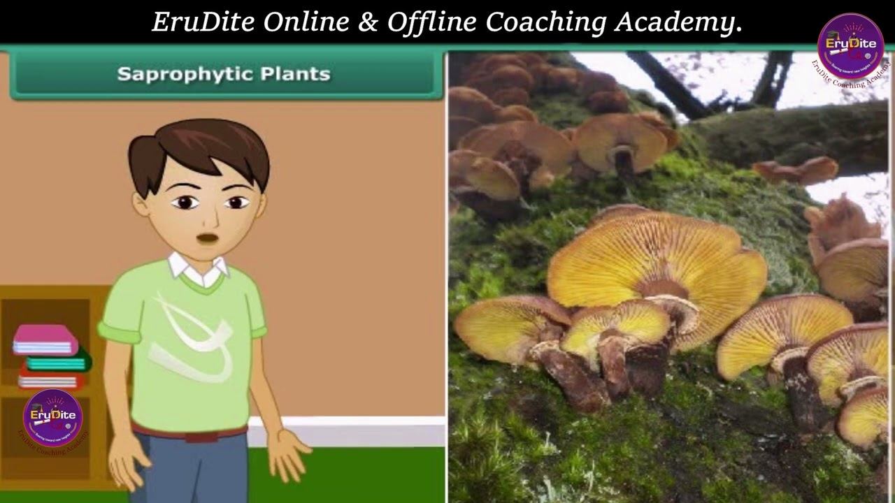 Nutrition in Plant | class 7th | CBSE | SCIENCE | ERUDITE ACADEMY
