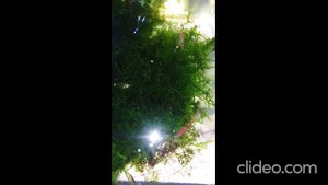 Аквариумный мох