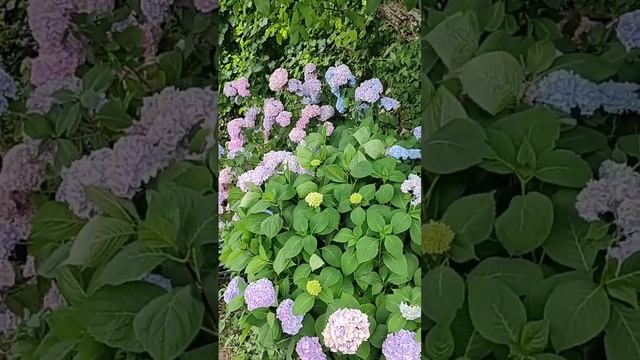 Обзор крупнолистных гортензий в жару +40°С