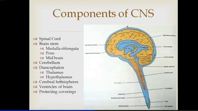 Introduction to Neuroanatomy 3/3, Spinal Reflexes, Exteroceptive Receptors, Proprioceptive receptor
