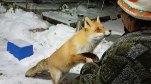 (890) Лиса приходит в гости. Ноябрь 2024