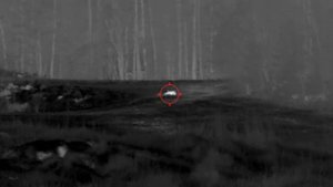 Wildboar nighthunting. Pulsar talion xq35 pro.