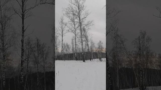 берёзовая роща 😍❄️💓 #зимнийлес #зима #березоваяроща смотреть онлайн