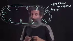 Цитология Лекция 3 Митохондрия Окштейн И Л