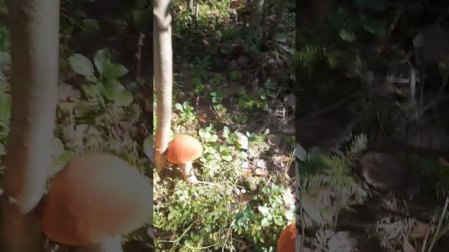 Грибочки #РАДОСТЬ похода в ЛЕС за ГРИБАМИ #тихая охота