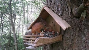 Конкуренция на кормушке. Птицы против белки. #снегирь #белка #зяблик