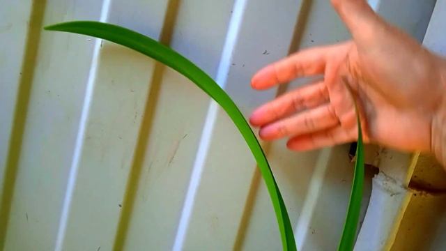 Супер подкормка для орхидей, гладиолусы и моя ошибка с ними🌸💎🌺 смотреть онлайн