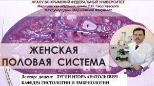 Лекция №18 Гистология органов женской половой системы - доцент Лугин И.А.