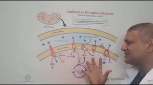 How Mitochondria Produce Energy using CoEnzyme Q10 in the electron transport chain.