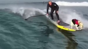 На гребне волны🌊🏄♂️ ( видео про собак )