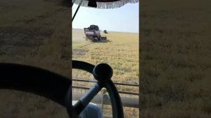 Уборка 2021г, чечевица.