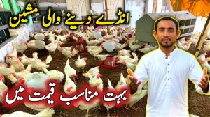 White Layer Hens For Sale | White Layer hens Farming in Pakistan