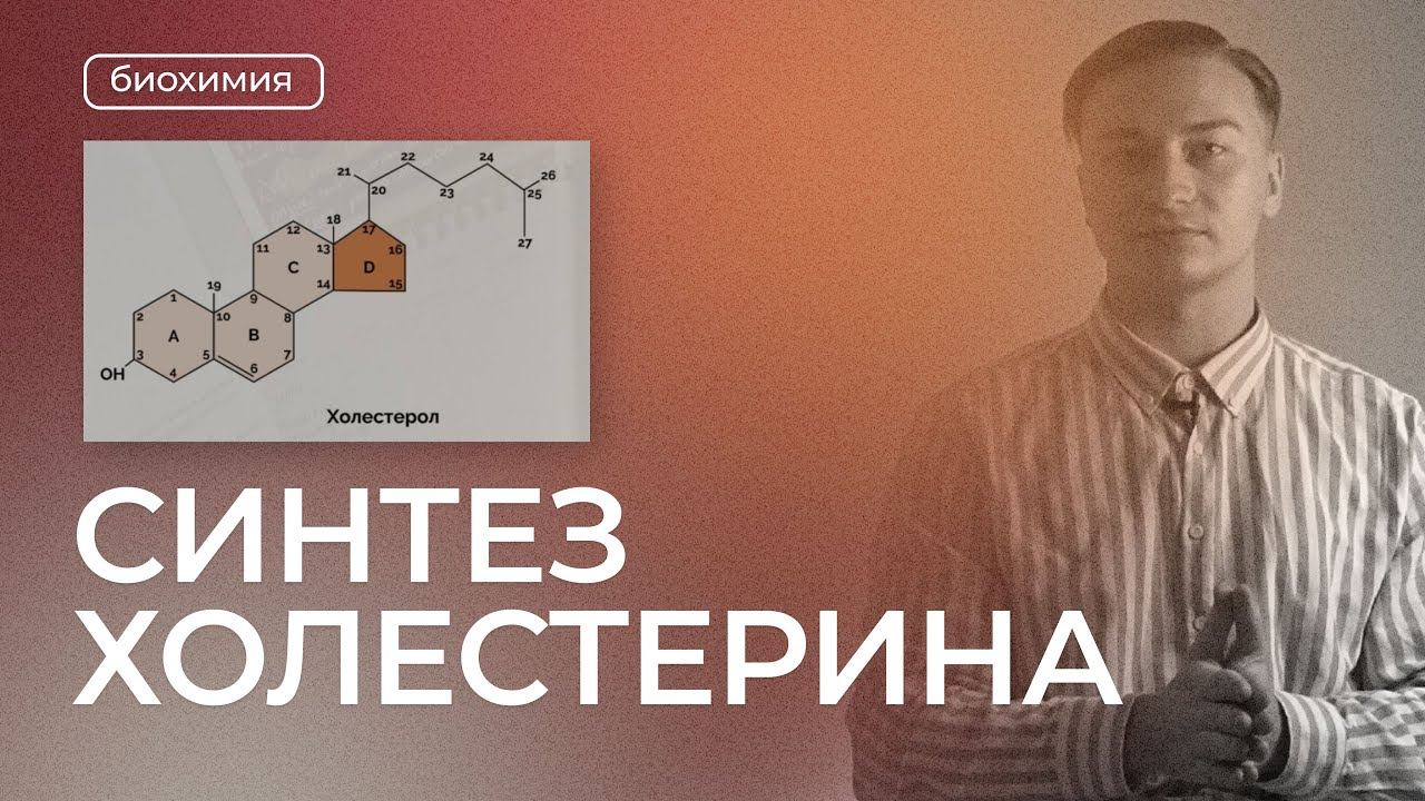 Синтез холестерола | Биохимия (субстраты, разбор реакций)