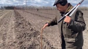 Обрезка саженцев абрикоса и черешни после посадки.