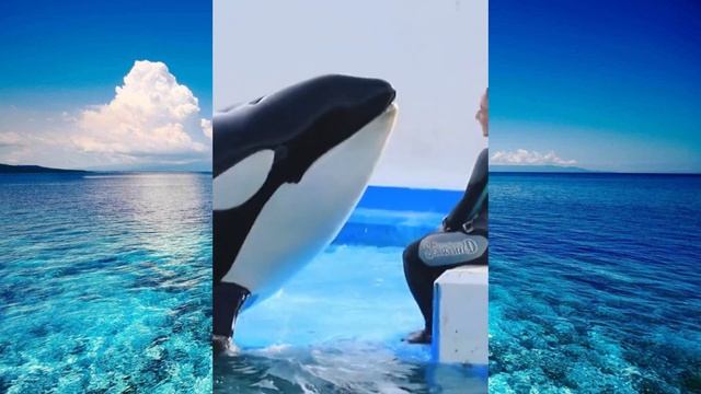 КЛИП НА ПЕСНЮ  💓ПОСЛЕВКУСИЕ ЛЮБВИ 🐬 ЗРЕЛИЩНОЕ ШОУ С КАСАТКОЙ