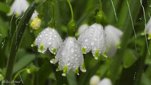 ☔️ НЕЖНЫЙ ШУМ ДОЖДЯ И БЕЗУМНО КРАСИВАЯ МУЗЫКА ДЛЯ СНА 🎵РАССЛАБЛЯЮЩАЯ ЛЕЧЕБНАЯ МУЗЫКА ДЛЯ МЕДИТАЦИИ