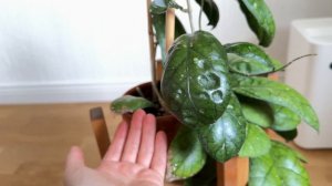 Hoya EPC 260- раскрыла свою красоту