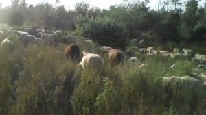 Новый Борч Бабаюртовский район Дагестан Кавказ Россия Природа 2012г