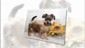 щенки Орхидеи Петербургской