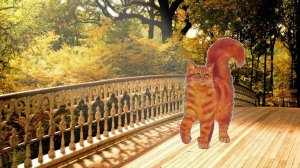 #Оранжевый кот_Самый лучший ролик про кота