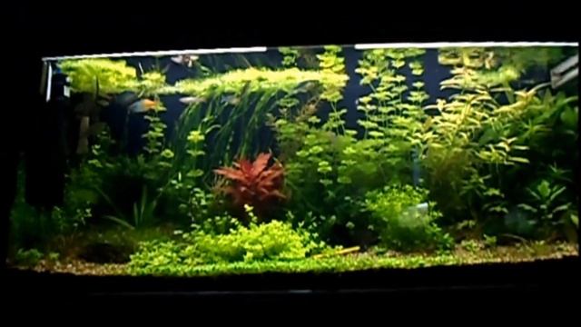 Relax in front of an aquarium with rainbowfish смотреть онлайн