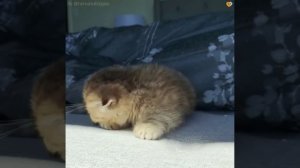 Маленький Пушистик - Позитивчик