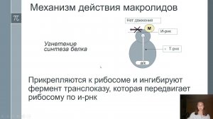 Фармакология. Механизм действия антибиотиков