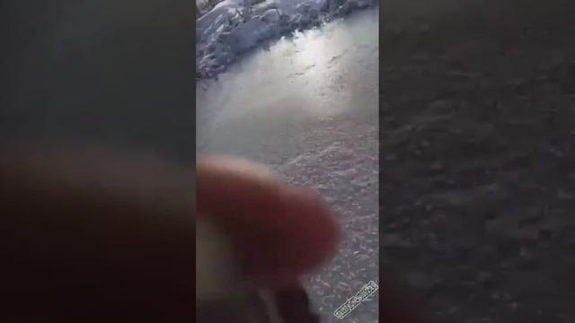 Забавные животные