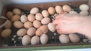 Инкубация бройлеров