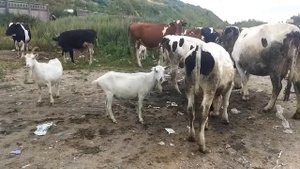 ПРАВДА ПРО ФЕРМЕРСКОЕ МОЛОКО