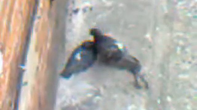Видео0005