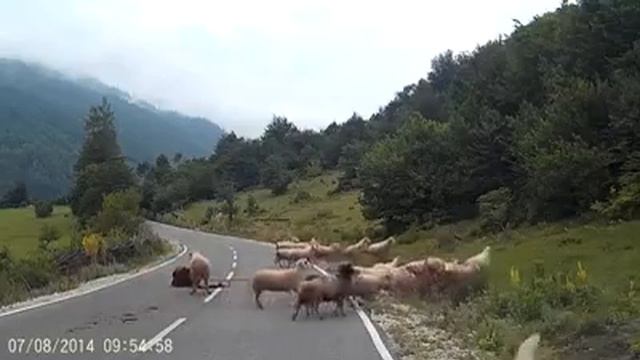 Бешеная овца смотреть онлайн