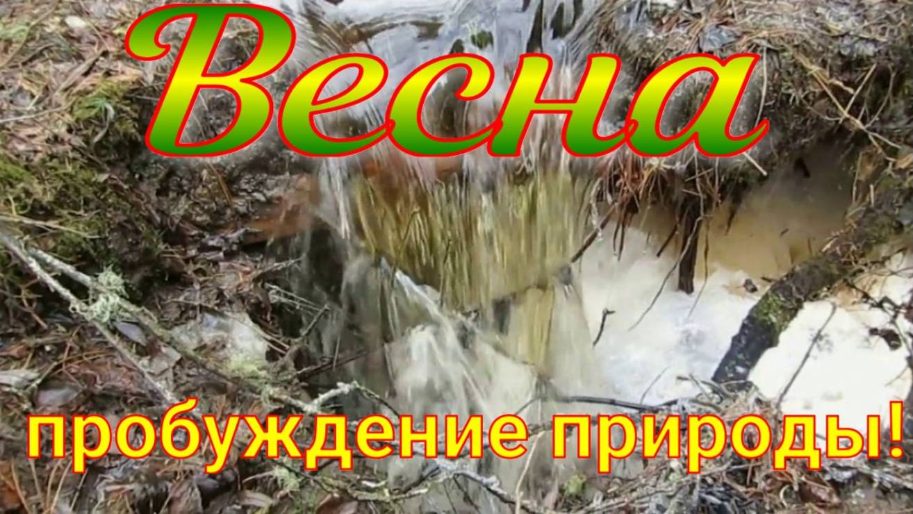 Долгожданное наступление весны природа и вся живность просыпается бегут ручьи ледоход на Иртыше