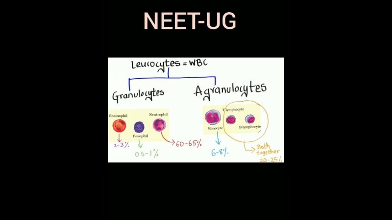 Leucocytes composition #neetug  NCERT class 11 Bio ch. 18 Body fluids & circulation